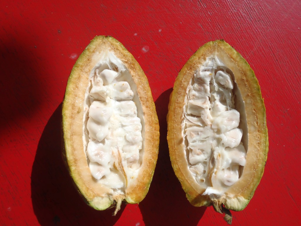 Kakaofrüchte in Kumasi, Ghana © Daniel K. Manwire