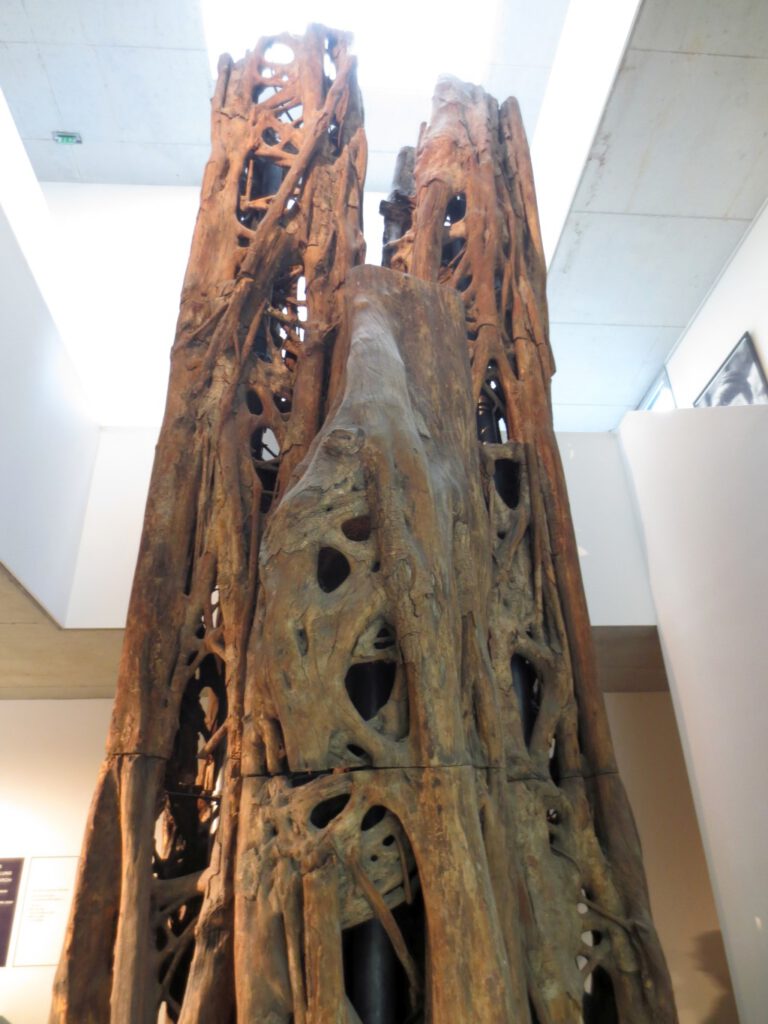 Würgefeige aus Kameruns Regenwald im Loki Schmidt Haus © Anke Schwarzer