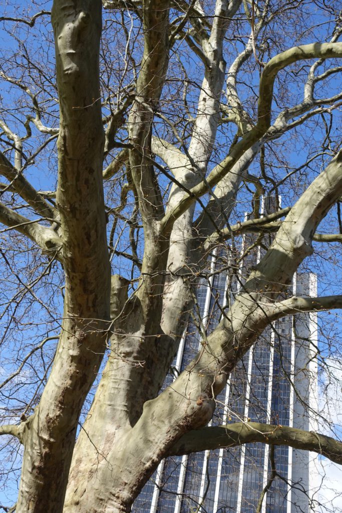 Ahornblättrige Platane in der Nähe des Congress Center Hamburg © Anke Schwarzer